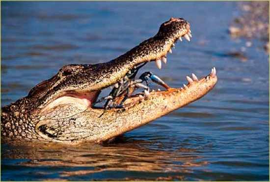 Alligator Bluecrab1.Ashx