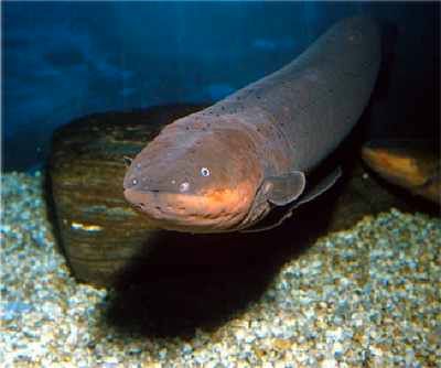 Electric-Eel