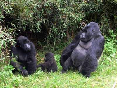 Greatholidaygorilla