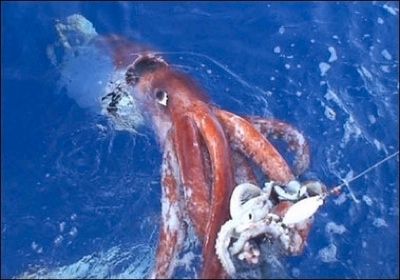 Colossal Squid03