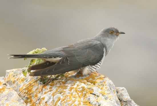 Cuckoo John Carey2