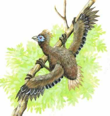 Hoatzin Chick