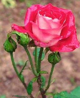 Double-dig a garden bed designed for deep-rooted plants such as roses.