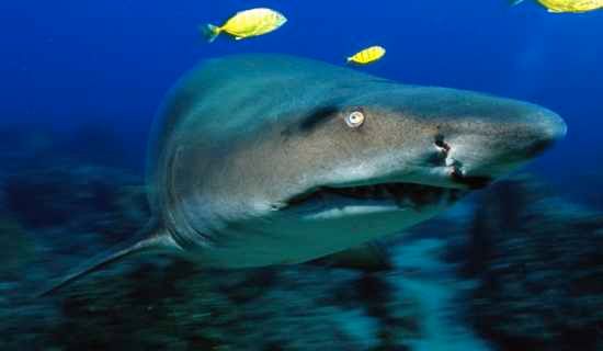 Sand-Tiger-Shark