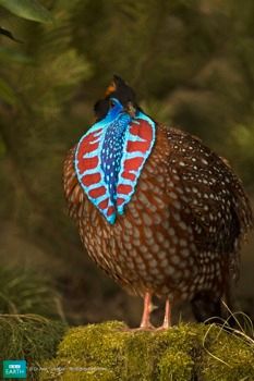 Bbc-Lifeis-Thetemminckstragopan