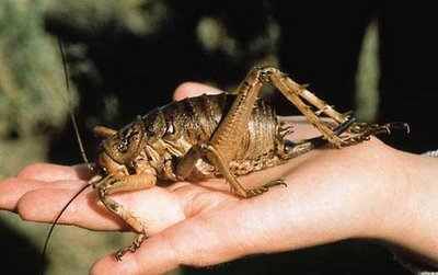 Giant Weta