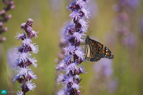 Bbc-Lifeis-Monarchbutterfly