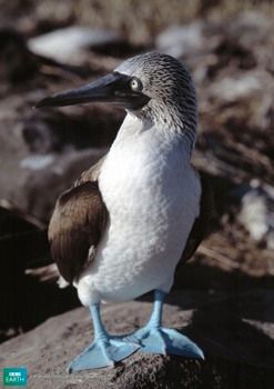 Bbc-Lifeis-Bluefootedbooby
