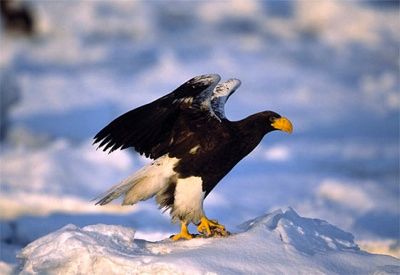 Eagle