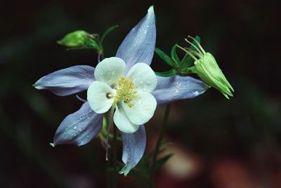 A photo of a columbine, showcasing an example of a perennial flower.