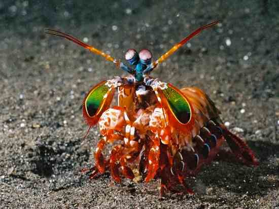 Mantis-Shrimp2