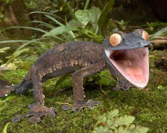 A304 Giant Leaf-Tailed Gecko