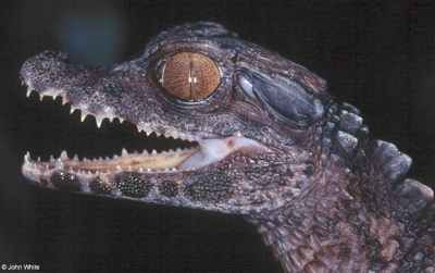 Trigonatus7-Schneiders Dwarf Caiman-By John White