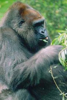 Gorilla