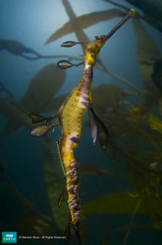Bbc-Lifeis-Theleafyseadragon