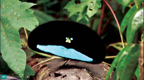 Bbc-Lifeis-Malebirdofparadise