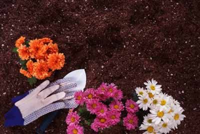 Understanding the texture of your soil helps you choose the most suitable plants for your garden.