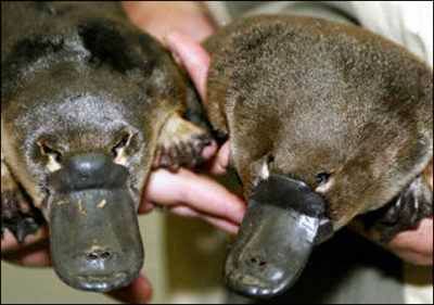 Platypus Zoom