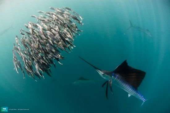 Bbc-Lifeis-Sailfish