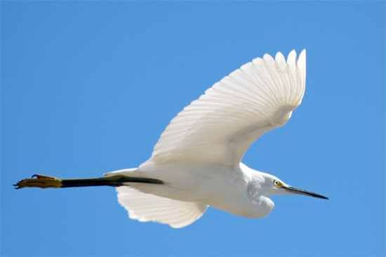Snowy-Egret-2925-33Pc