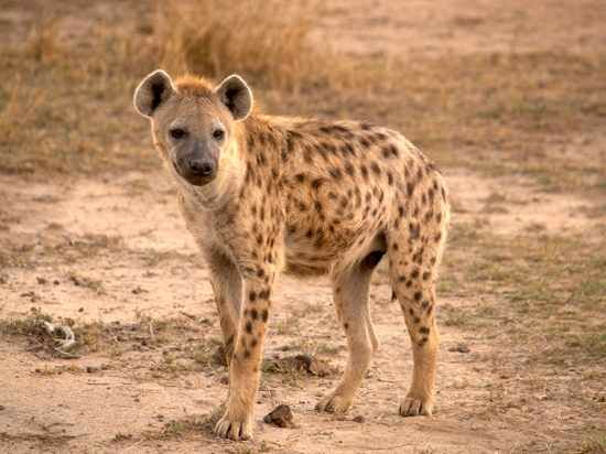 M 012-Spotted-Hyena