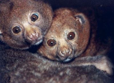 Potto