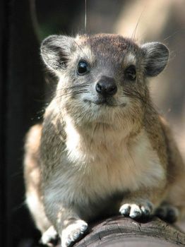 Lrg-359-Img 3111 Hyrax