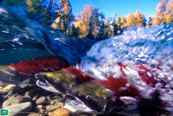Bbc-Lifeis-Sockeyesalmon