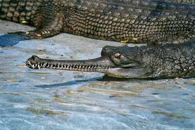 Gharial01Tfk