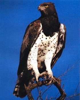 MartialEagle02-Ontree
