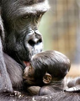 070314 Gorilla Vmed 11A.Widec