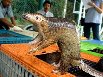 2004-2-23-23-Pangolin
