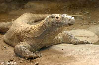 Komodo Dragon 04Tfk