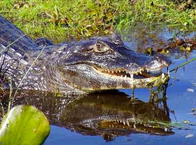 Esteros Del Ibera Yacare