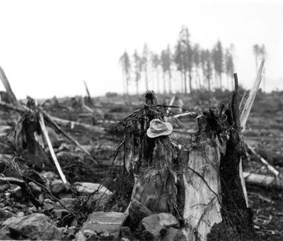 704Px-Lituya Bay Damage Detail