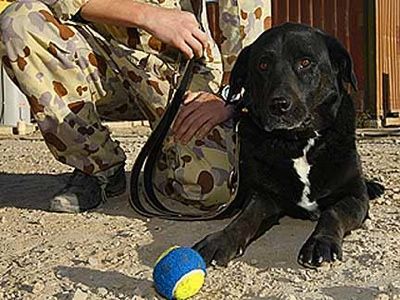 Bomb-Dog