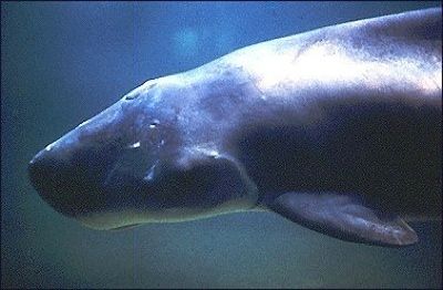 Pspermwhale