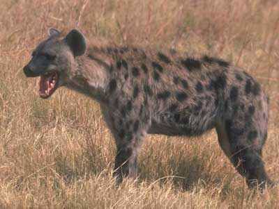 Hyena-05