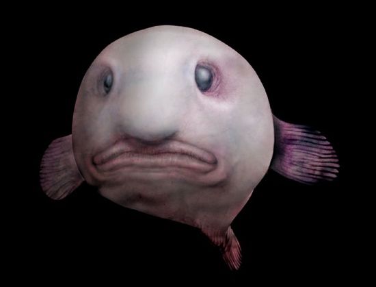 Blobfish2