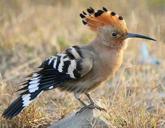 Hoopoe