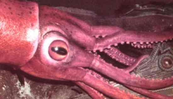 Colossal-Squid