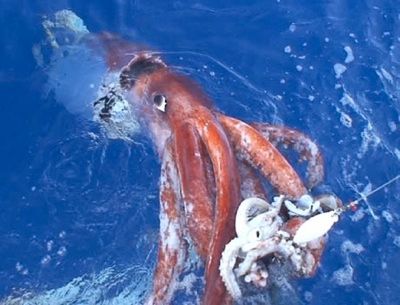 061222-Giant-Squid