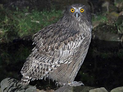 Blakistons-Fish-Owl Img01-L