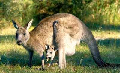 Kangaroo