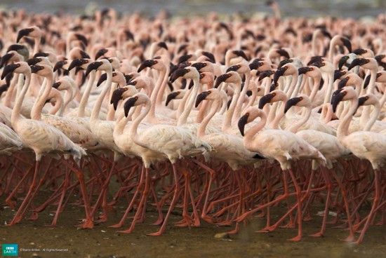 Bbc-Lifeis-Lesserflamingo