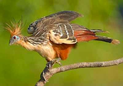 Hoatzin1