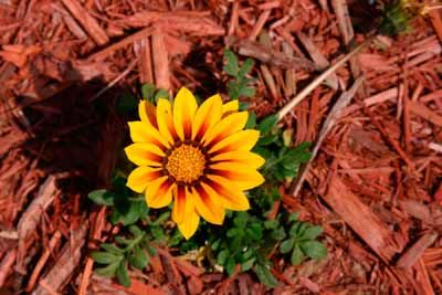 Twice-shredded bark offers a smooth and refined texture for your garden bed.