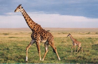 Giraffetwo