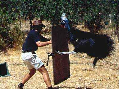 Cassowary-Attack-2-2