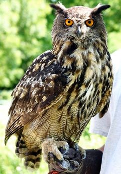 Eurasian Eagle Owl